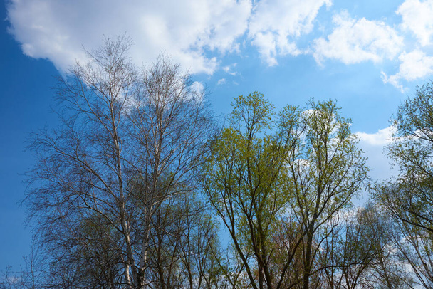Branches of birch and willow tree on a background of blue sky. - Photo, Image