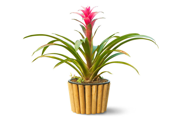 Beautiful Red Bromeliad in bamboo pot isolated on white backgrou - Photo, Image