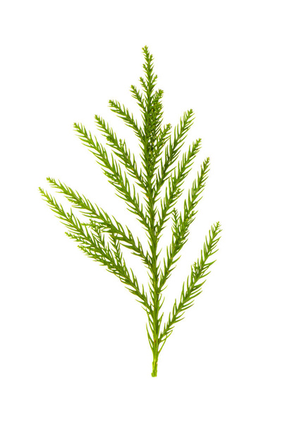 Green leaf isolated on the white background - Foto, Imagem