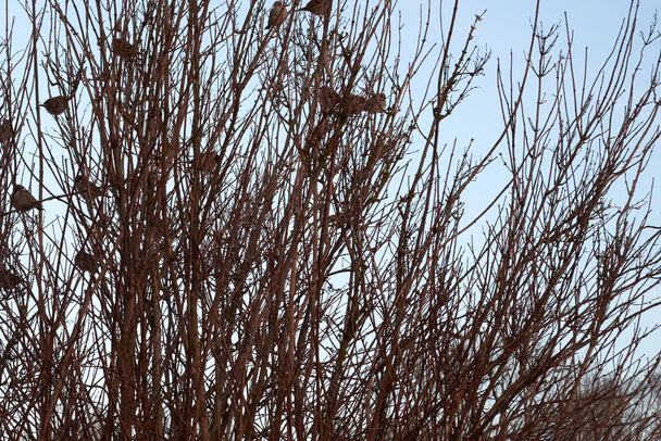 茂みの枝には多くの雀が座っています。澄んだ空. - 写真・画像