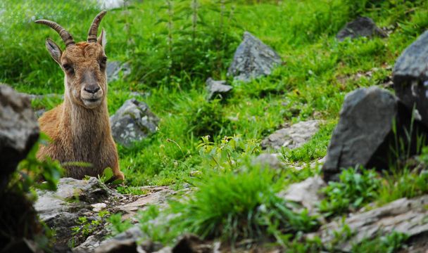 Capricorn wild animal, goat with horns - Fotografie, Obrázek