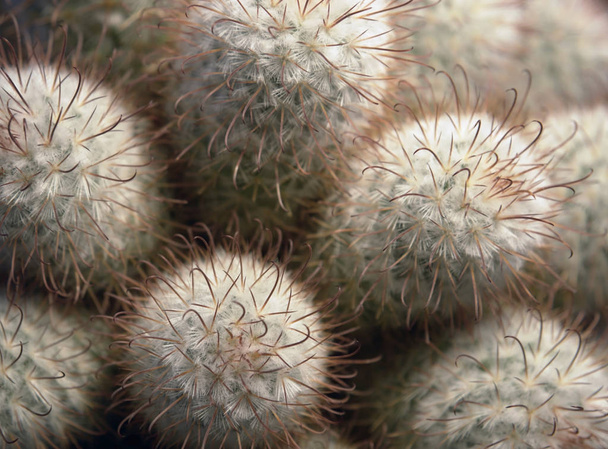 tropical plant, cactus, botany flora - Фото, изображение