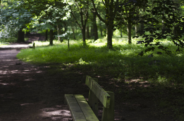 An empty wooden bench in the foreground with mixed forest in the background. - Foto, immagini