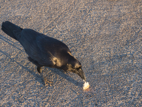 Zamknij duży Kruk, Corvus corax pospolite, piękny dziki czarny ptak siedzący na asfaltowej drodze, jedząc kawałek chleba na najwyższym szczycie La Palma Roque De Los Muchachos. Złote światło godziny - Zdjęcie, obraz