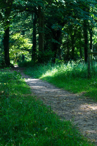 A narrow path leading through mature English woodland. - Φωτογραφία, εικόνα