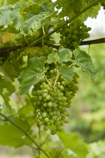 grapevine, countryside vineyard, bunches of grapes - Photo, Image
