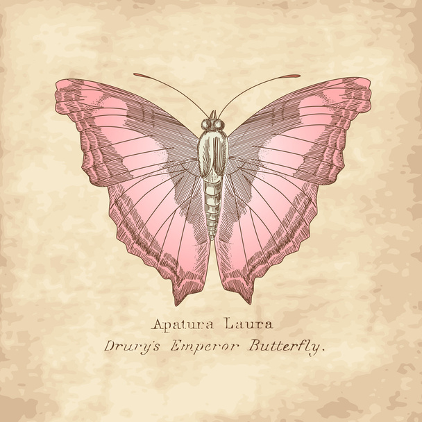 Butterfly in vintage style - Vector, afbeelding