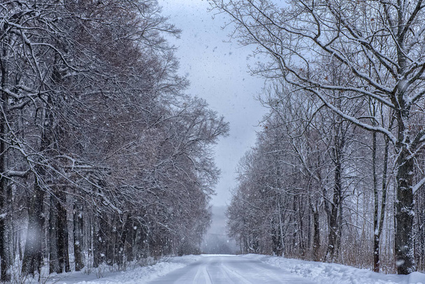 trees along a snowy road - Фото, зображення