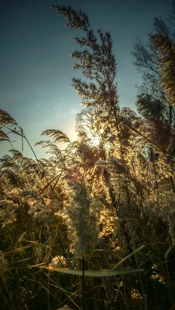 Suchá tráva-vysoké stonky sušené trávy na pozadí oblohy a slunečního svitu - Fotografie, Obrázek