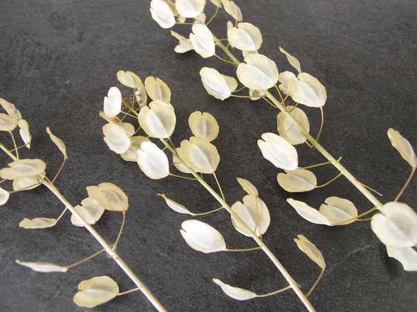 Piezas de la pennycress de campo con semillas comestibles en las vainas aladas. - Foto, imagen