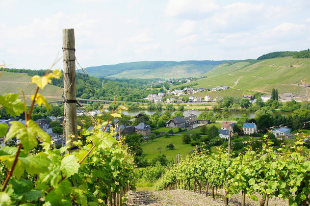 grapes vineyard in countryside plantation - Fotoğraf, Görsel