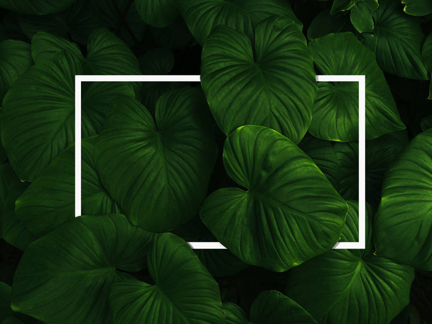 Top view nature concept. Creative layout dark green leaves texture background with white square frame. Natural wallpaper pattern background. Empty free space for design creative text, advertising. Flat lay, - Photo, image