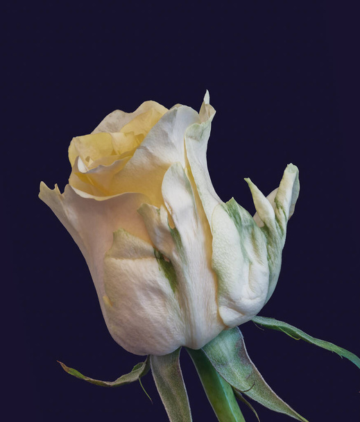 blanc jaune vert fleur de rose macro, fond bleu, couleur beaux-arts
 - Photo, image