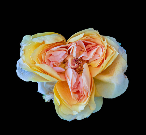 Σουρεαλιστικό λευκό κίτρινο πορτοκαλί παλαίωσης τριαντάφυλλο, vintage φαντασία - Φωτογραφία, εικόνα