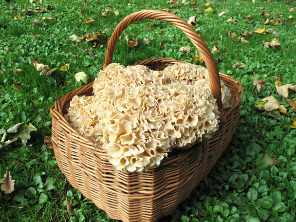 Їстівні гриби в кошику
 - Фото, зображення