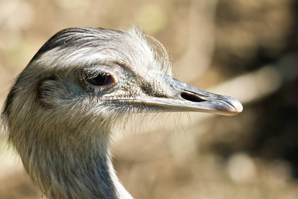 scenic view of beautiful ostriches at nature - Foto, Bild