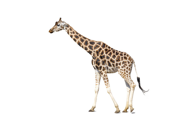 Giraffes walk on green field, animals in wild. Close-up - Photo, Image