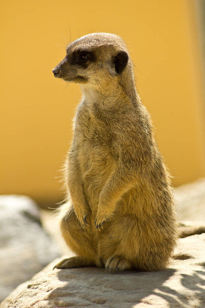 cute meerkat suricate suricatta - Foto, Imagen