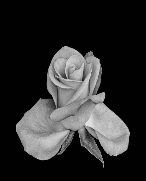 Arte fina surrealista ainda vida monocromática flor de rosa branca
 - Foto, Imagem