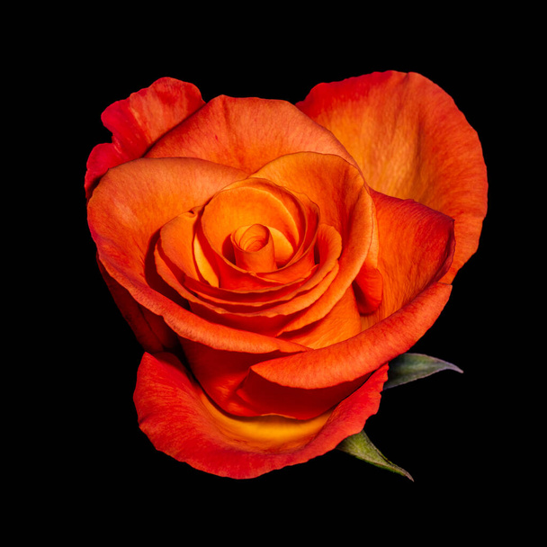 μακροεντολή ενός μεμονωμένου έντονου πορτοκαλί κίτρινου τριαντάφυλλου, φύλλα - Φωτογραφία, εικόνα