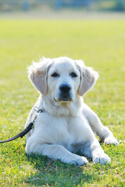 dog breed Labrador - Φωτογραφία, εικόνα
