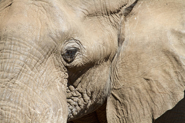 Fil hayvanı, Afrika hayvanı. - Fotoğraf, Görsel