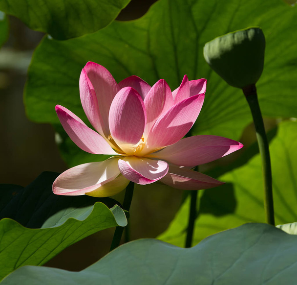 water lily flower, lotus plant - Foto, Imagen