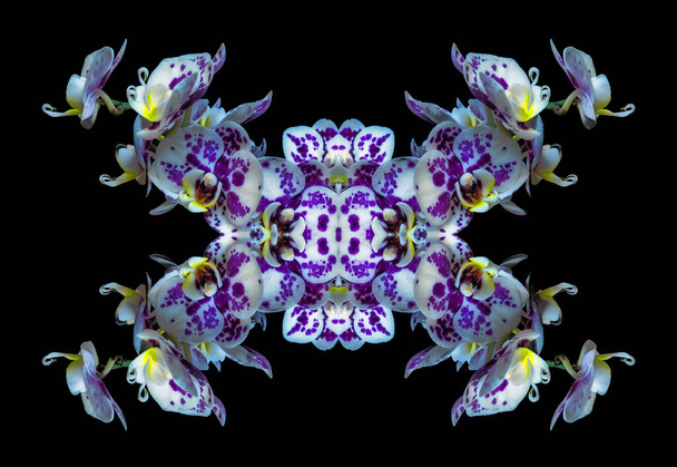 Surrealistyczny symetryczny wzór białych fioletowych kwiatów storczyków - Zdjęcie, obraz