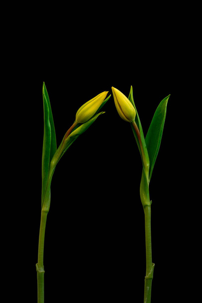 aislado tulipán amarillo flor par minimalista macro en negro espalda
 - Foto, imagen