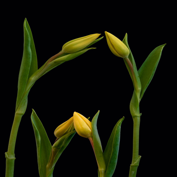 two isolated yellow tulip blossom pairs minimalistic macro on black - Φωτογραφία, εικόνα