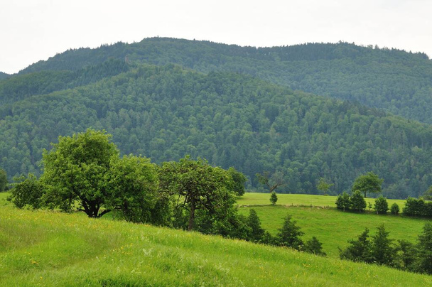 landscape near the village on the edge of the southern black forest hasel. - Foto, Imagem