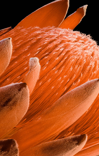 serce pomarańczowego kwiatu protei na czarnym tle, makro  - Zdjęcie, obraz