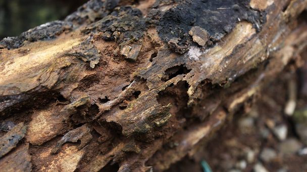Madera templada en tierra que comen los termitas - Foto, imagen