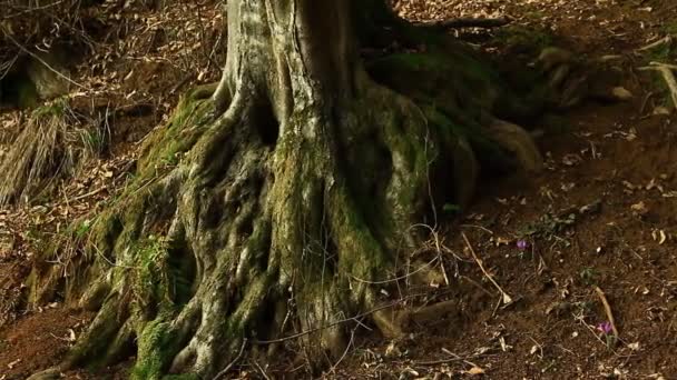 Interesting big tree in the park. - Filmati, video