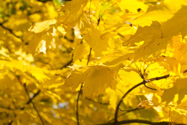 background from yellow gold leaves on the tree - Foto, Bild