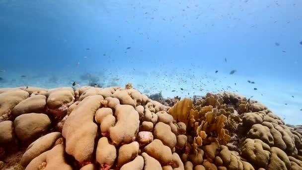 Αργή κίνηση: θαλασσογραφία σε τυρκουάζ νερά κοραλλιογενών υφάλων στην Καραϊβική Θάλασσα / Κουρασάο με ψάρια και κοράλλια - Πλάνα, βίντεο