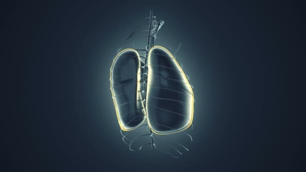 Fondo abstracto con animación de rotación realista Humano Pulmones. Fondo con neuronas brillantes dentro de los pulmones. Animación de bucle sin costura
 - Metraje, vídeo