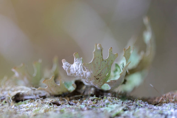 Lobaria pulmonaria, o líquenes raros de lombriz de roble en el bosque primario de hayas que crecen en los árboles viejos de corteza
 - Foto, imagen
