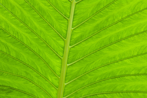 tropical leaf,close-up of the structure of a plant - Foto, Bild