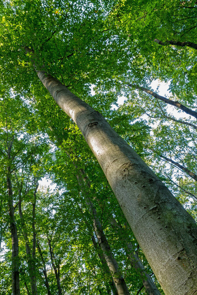 Huge beech tree from below - Φωτογραφία, εικόνα