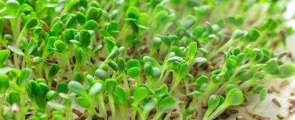 Macro shot of a salad. Microgreens growing. Vegan and healthy eating concept. White background. Close-up. Copy space - Foto, imagen
