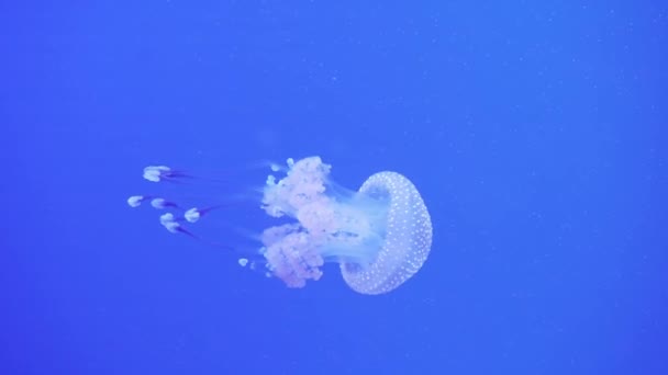 Spotted jellyfish Mastigias Papua swimming underwater. Jellyfish with long tentacles floating. Marine life wallpaper background. - Footage, Video