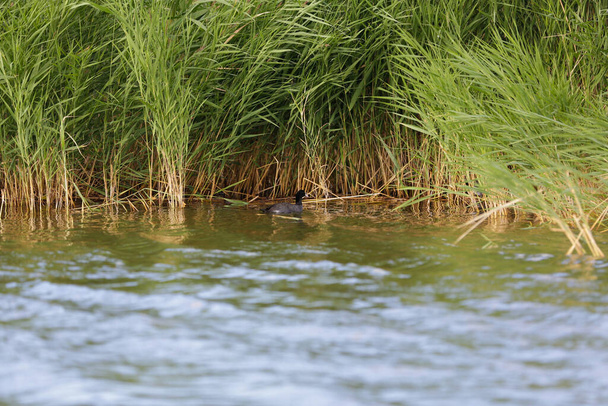 Czarna kaczka chowa się w trzcinach w cichej rozlewisku - Zdjęcie, obraz