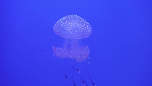 Spotted jellyfish Mastigias Papua swimming underwater. Jellyfish with long tentacles floating. Marine life wallpaper background. - Footage, Video