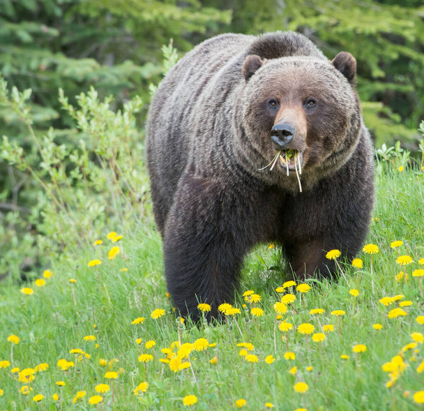 Vad grizzly medve. Természet, állatvilág - Fotó, kép