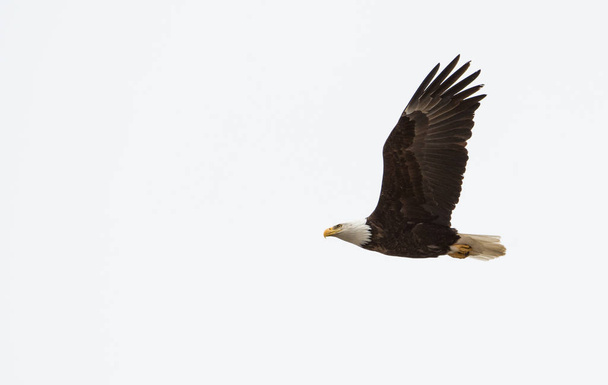 Αετός φαλακρός - Φωτογραφία, εικόνα