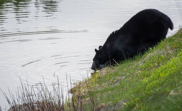 Un ours noir sauvage. Nature, faune
 - Photo, image