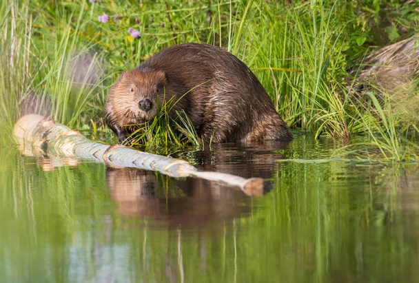 Beaver - Photo, Image
