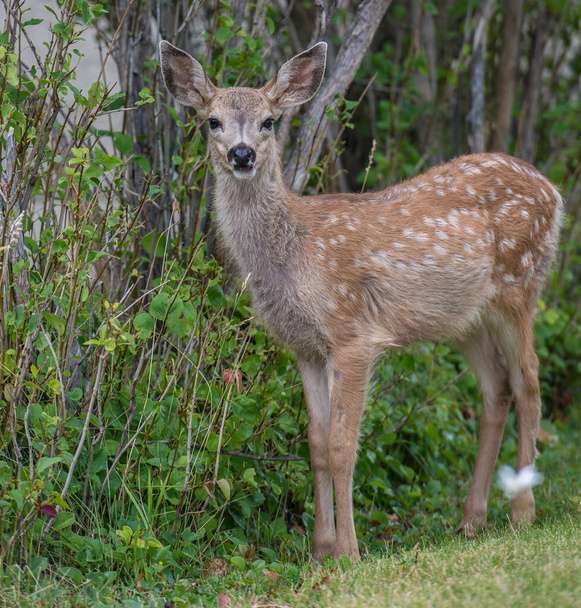 野生の鹿や動物自然、動物      - 写真・画像