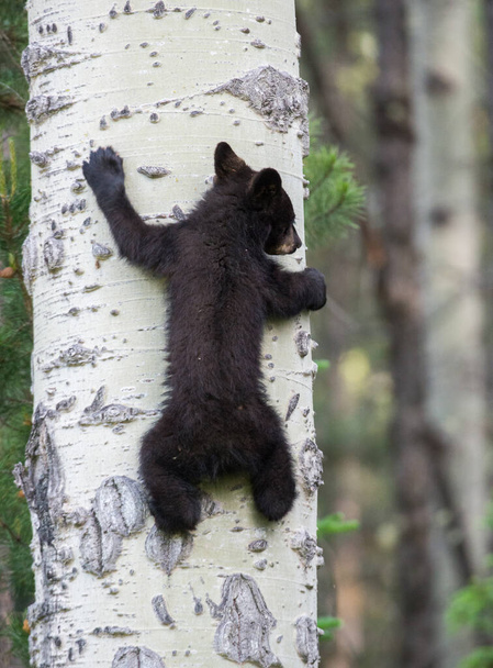 Vahşi kara ayı. Doğa, fauna - Fotoğraf, Görsel